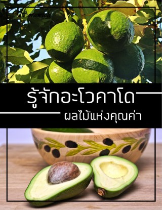 หน้าปก-รู้จักอะโวคาโด-ผลไม้แห่งคุณค่า-ookbee